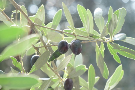 Macro frame of olives hanging on a tree before sunset. Concept of: tradition, condiments, italianityの写真素材