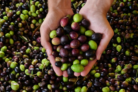 Farmer keeps the heap of olives that have just fallen from the tree for the production of extra virgin olive oil produced in italy to control the quality. Concept of: Italian tradition, bio.の写真素材