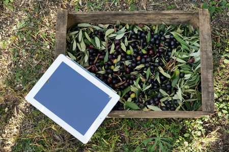 Olive oil produced in Italy to control the quality. Concept of: Italian tradition, bio.の写真素材