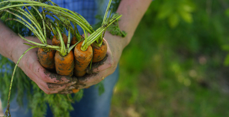 The farmer is holding a biological product of carrots, hands and carrots soiled with earth. Concept: biology, bio products, bio ecology, grow vegetables, vegetarians, natural clean and fresh product.の写真素材