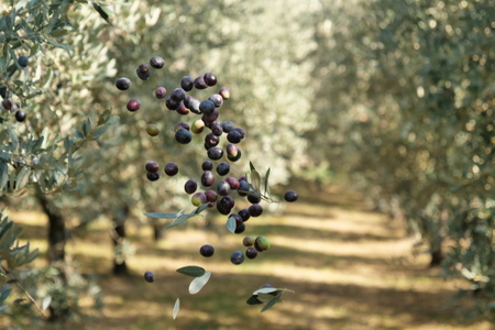 View of an olive tree before harvesting olives, with the branches of trees Concept of: olives, tradition, italy.の写真素材