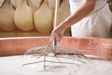 A cheesemaker prepares a form of Parmesan cheese using fresh and organic milk. The processing is...