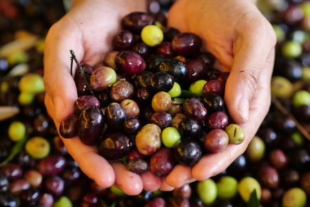 Farmer keeps the heap of olives that have just fallen from the tree for the production of extra virgin olive oil produced in italy to control the quality. Concept of: Italian tradition, bio.の写真素材