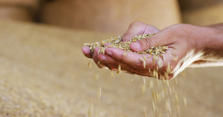 bit of bitter, barley, spelled, corn to control the wheat. feed and bio concept. connection.