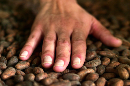 Close-up of cocoa powder and chocolate. Concept of: desserts, tradition and food.の写真素材