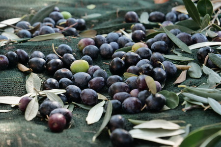 Harvest of freshly squeezed olives from the tree for the production of extra virgin olive oil produced in italy. Concept of: Italian tradition, oil, bio.の写真素材