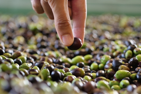 Farmer take the single olives from the heap of olives that have just fallen from the tree for the production of extra virgin olive oil produced in Italy to control the quality. Concept of: Italian tradition, bio.の写真素材