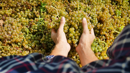 two hands of farmer in September for harvest harvesting, harvesting and harvesting the selected grape bunches in Italy. bio concept, organic food, nature and fine handmade wineの写真素材