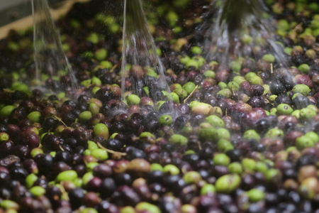 freshly harvested Italian olives. Concept of: italianity, tradition, condiments.の写真素材