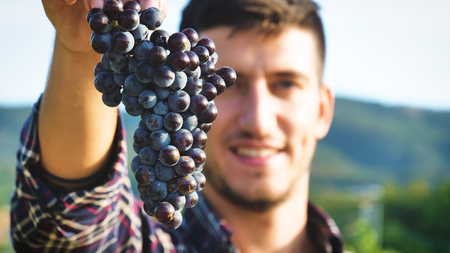 Man in September for harvest harvest. bio concept, organic food, nature and fine handmade wineの写真素材