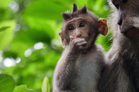 Monkey's cub, Green macaque feeding his cub in his arms. Close-up. A monkey immersed in the green of...
