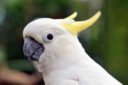 Close up white Cacadu birdの写真素材