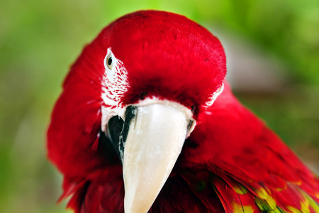 Close up of red and gold macaw parrot