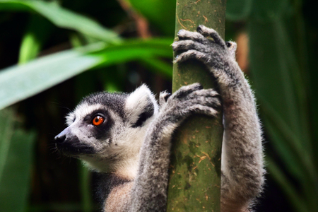 Ring-tailed lemur (Lemur catta) is large strepsirrhine primate and most recognized lemur due to its...