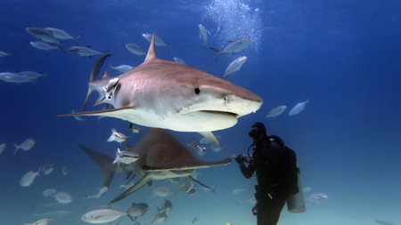 a scuba diver feed a very big tiger shark. concept of travel and diving tools. love for nature and oceansの写真素材