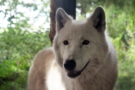 Portrait of a wild white wolf in a forestの写真素材