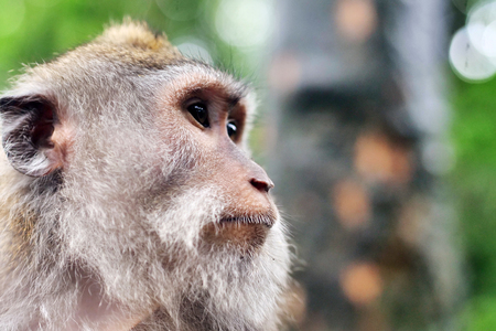 Portrait of a wild rhesus monkey macaque sitting on a branch at rain forest in ubud bali indonesia