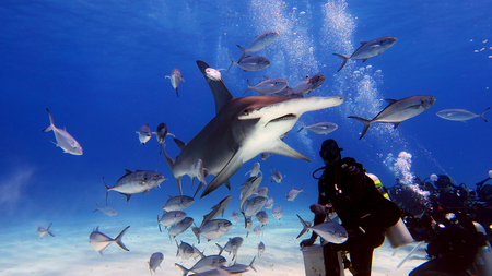 A diver while he feeds a shark surrounded by many fish in the ocean (sea). Concept: travel, holiday, passionの写真素材