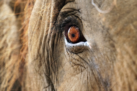 Macro shot of an elephant's eye, where wrinkles from the age of the animal can be seen.の写真素材