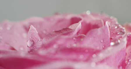 Extreme macro shot of colorful flower. colorful and perfect nature concept with dew drops on colorful and fresh rose flower spinning and turningの写真素材