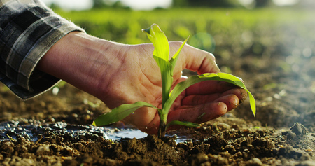 a young beautiful hand watering a plant in a romantic natural and magical atmosphere