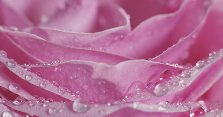 Extreme macro shot of colorful flower. colorful and perfect nature concept with dew drops on colorful and fresh rose flower spinning and turningの写真素材