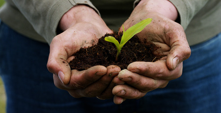 A man holds a biological sprout of life in his handsの写真素材
