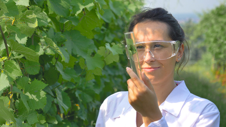 A specialist girl checks the grape fields, holds a pipette, a flask with water, takes a test for the moisture of the leaf, in a white coat, in goggles.の写真素材