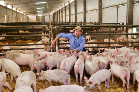 A farmer carefully raises his pigs in a biological way. Concept of: nature, bio, breeding,の写真素材