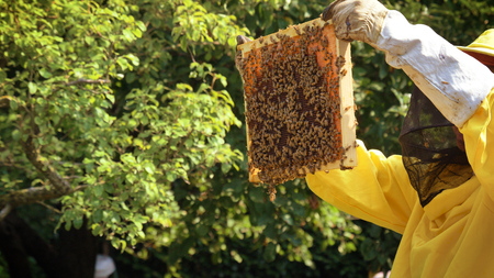 The beekeeper looks after bees, honeycombs, a lot of honey, in a protective beekeeper's beast.