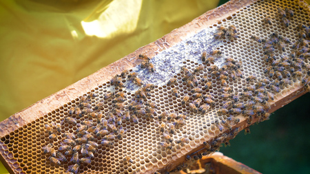 The beekeeper looks after bees, honeycombs, a lot of honey, in a protective beekeeper's beast.