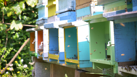 Multicolored colorful hive bee, homemade bees make honeycombs, extract honey, for procreation,...