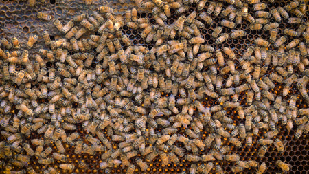 Beehive bee, domestic bees make honeycombs, extract honey, for procreation, hardworking.