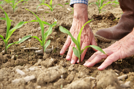 A farmer in his land checks his newly sown seedlings and cares for them. Concept of: nature, bio, agriculture.の写真素材