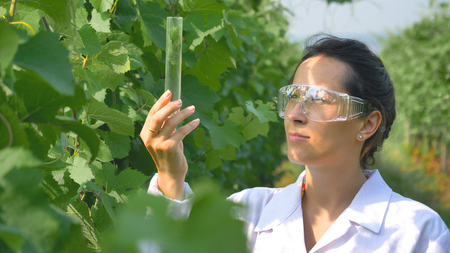 A specialist girl checks the grape fields, holds a pipette, a flask with water, takes a test for the...