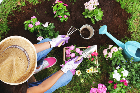 A beautiful woman in her garden, plant colorful flowers to give color. Concept of: gardening, spring, bio.の写真素材