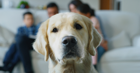 Portrait of happy family on laptop at living room. Concept of love for animals, pedigree pet, happy...