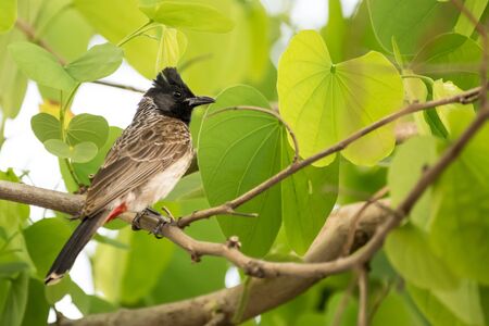 Red vented bulbul (Pycnonotus cafer) perching on a tree with bright green leavesの写真素材
