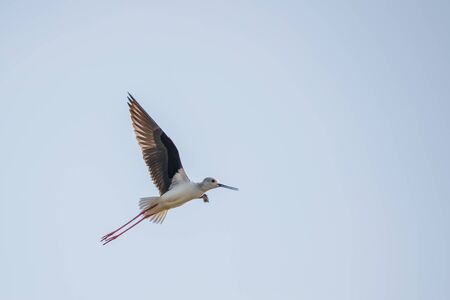 Black winged stilt (Himantopus himantopus) captured while in flightの写真素材