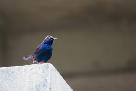 Indian Robin (Copsychus fulicatus) perching on a wallの写真素材