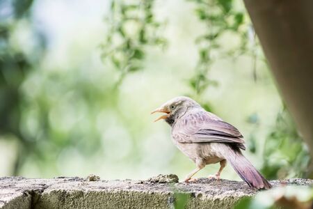 Yellow billed Babbler (Turdoides affinis) captured while perching on a wall and singingの写真素材