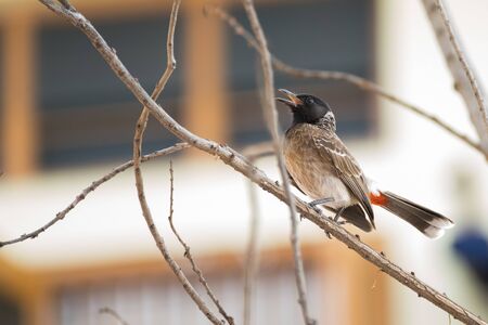 Red vented Bulbul (Pycnonotus cafer) climbing up a twigの写真素材
