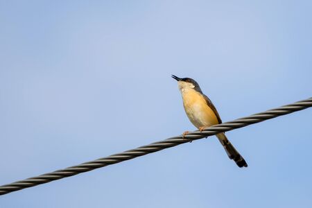 Portrait of Ashy Prinia (Prinia socialis) singing while sitting on a powerline with blue and clear sky in the backgroundの写真素材