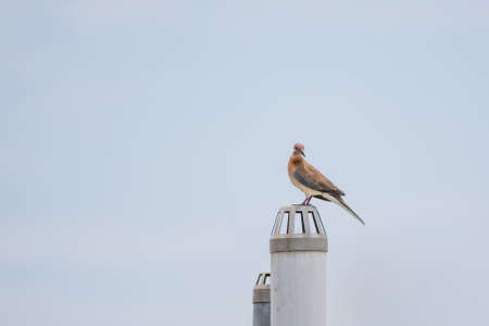 Laughing Dove (Streptopelia senegalensis) perched on an exhaust pipeの写真素材