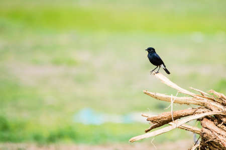 Portrait of Black Pied Bushchat (Saxicola caprata) perched on a wooden stump with green grassy backgroundの写真素材