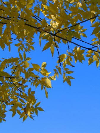 In some park during Indian summer. Saratov, Russia.の写真素材