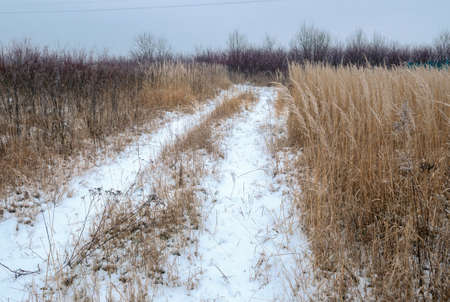 Road in the field with dry grass and bushes in the winter.の写真素材