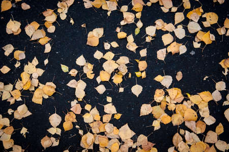 autumn leaves for backgrounds and textures