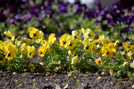garden pansy flower in parkの写真素材