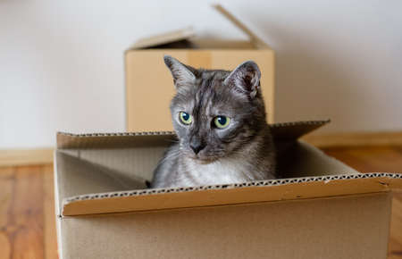Moving day - cat and cardboard boxes in room
